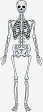 人体骨骼矢量图下载免抠素材免费下载_觅元素51yuansu.com