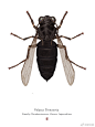 英国艺术家Richard Wilkinson 画的幻想昆虫图鉴 : 英国艺术家Richard Wilkinson 画的幻想昆虫图鉴