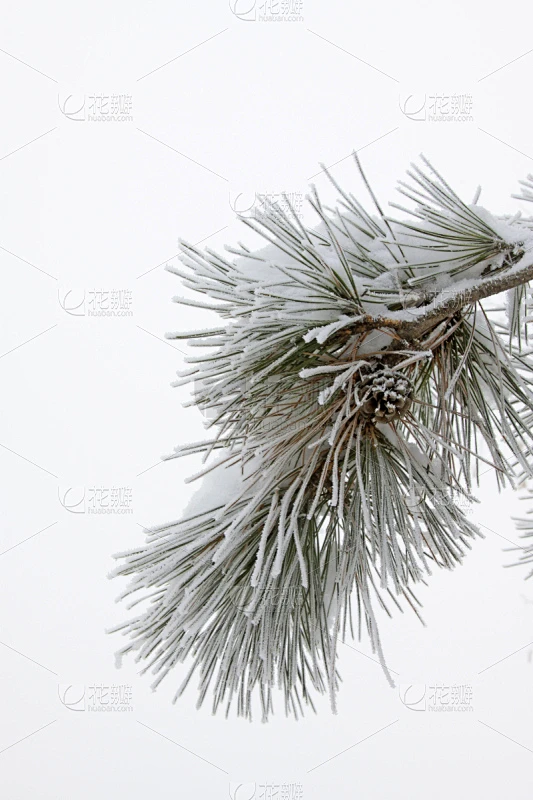 雪,特写,雪松,枝,霜,自然,垂直画幅,松树,寒冷素材-花瓣网