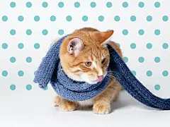 Elliott &amp; Lily | lg2 : Establishing the identity of a business that specializes in pet adoption and sells products for cats and dogs. Proud partner of SPA de Québec, this next-gen pet store offers a vision of adoption that is both tender and playful. 