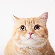 猛狂奔