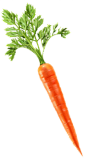 胡萝卜#蔬菜素材