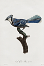 鸟类图鉴：冠蓝鸦