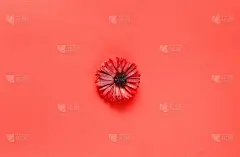 贺卡上的非洲菊花的背景珊瑚情人节，妇女节和母亲节节日。2019年色彩概念。