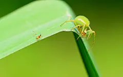 绿色的蜘蛛图片电脑高清桌面壁纸下载
