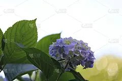紫绣球花