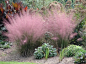 Spectacular Pink Flowering Grass Muhlenbergia Capillaris, native to America by louise