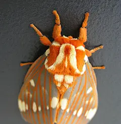 dendroica:&lt;br/&gt;Regal Moth by nessiegrace on Flickr.&lt;br/&gt;