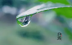 二十四节气之白露高清桌面壁纸