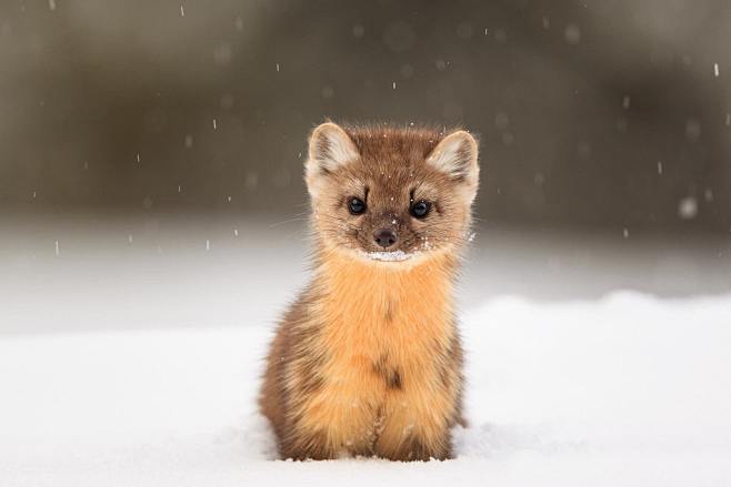 curious baby marten