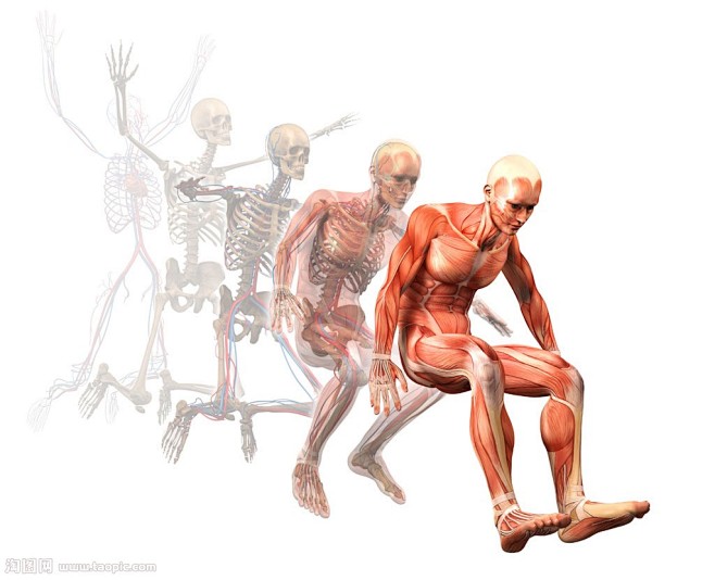 骨骼人体解剖模型