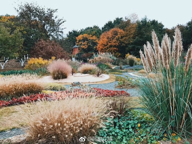 合肥植物园观赏草为主的花境秋景#阿鹏花境...