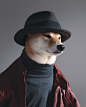 The Menswear Dog : Shiba Inu are known to be pretty stubborn dogs, how do I know that? I actually have one and his name is Hiro. They are quite challengeable but in the end, they are incredible dogs.