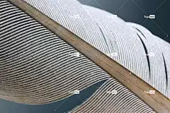 羽毛 桌面背景 酷背景 宏 4K壁纸1920X1080 全高清壁纸