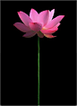 我愿心甘情愿为一朵芬芳整冠的花朵，守着至死无悔的爱恋，默立于月色下，看过繁华如烟，相伴柳岸秋韵颦轻的笑浅，以不羁的姿态绽开在安静心田中你柔柔的嫣然。