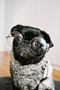 Toshi the black pug photo by Charles Deluvio  (@charlesdeluvio) on Unsplash : Download this photo by Charles Deluvio  (@charlesdeluvio)