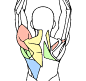 背部肌肉总算也看懂了 ​​​​
左红色：三角肌 
左黄色：斜方肌
左蓝色：背阔肌
左绿色：冈下肌、大圆肌、小圆肌 ​​​​