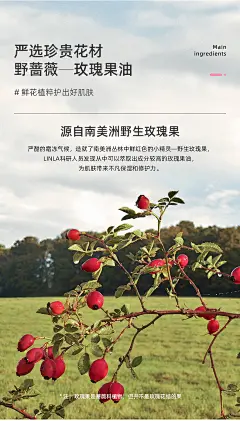美国LINLA/琳拉玫瑰果油熊果苷弹力紧致修护保湿补水滋润焕亮面膜-tmall.com天猫