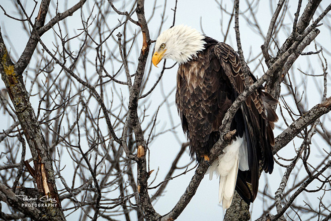 .:Perched Eagle:. by...