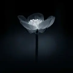 人生是一种承受，我们要学会支撑自己。