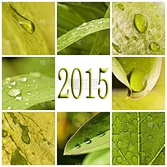 2015年，绿叶与雨滴的照片拼贴