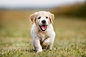 Happy golden retriever puppy by Mikkel Bigandt on 500px