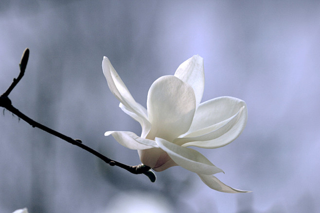 玉兰花