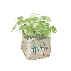 #小清新# #治愈系##植物##壁纸#