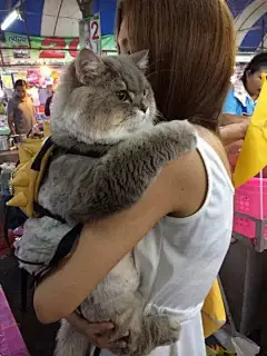 泰国一只超霸气猫猪，因体型巨大超吸粉，当遇到水后-北京时间