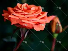 玫瑰 花 美丽的花朵 植物 橙花 花瓣 盛开 花壁纸 自然