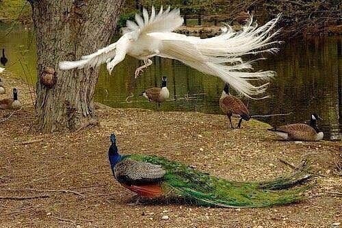 飞起来的白孔雀，二次元天使即视感！！！ ...