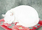 #晚安的图# Midori Yamada（山田绿）画笔下慵懒的猫咪