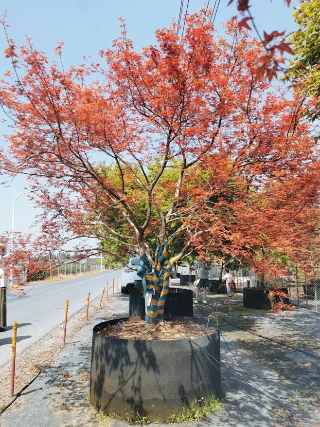 日本枫树红舞姬红枫骨架树-花瓣网