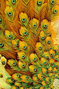 peacock yellow: 