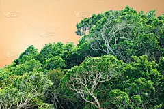 热带森林，日落时的丛林。日落背景中的野树林。