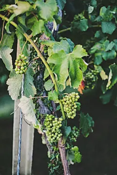 日落时葡萄园里生长的葡萄。葡萄树适宜陈酿。加利西亚图片下载