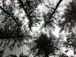 tree-tops-1136050