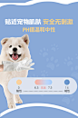 宠物免洗澡清洁手套可舔舐单片装猫咪狗狗清洁湿巾手套一次性除臭