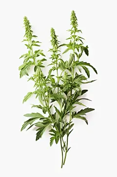 AI数字艺术植物草药艾草图片-众图网