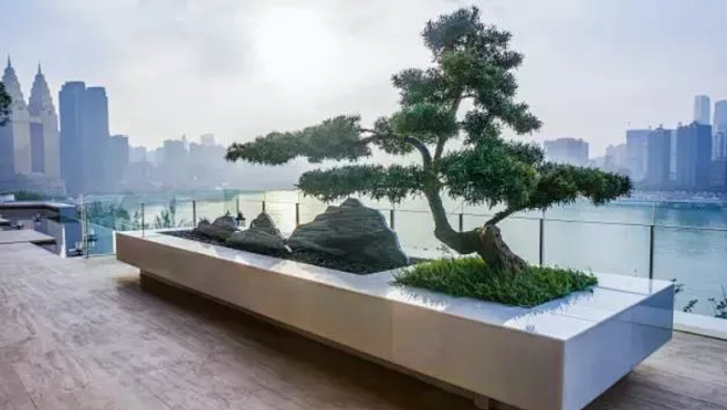 罗汉松