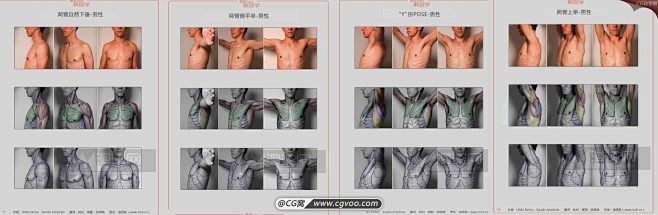 【雕塑解刨学】人体的肌肉组成-最好的人体...