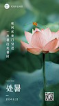 处暑节气莲花实景秋天手机海报