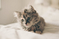 Gray Tabby Kitten on White Textile