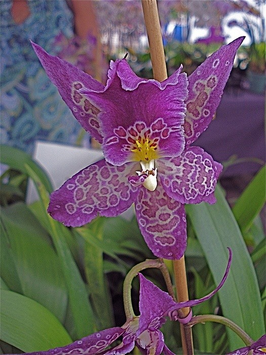   Orchids 兰花
