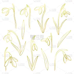 雪花莲,白色背景,黄金,矢量,动物手,贺卡,背景分离,浪漫,复古风格,春天