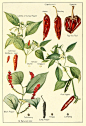 biomedicalephemera: "Have you ever wondered what the relation between the ground black peppercorns in a pepper shaker is to the chili peppers and bell peppers on the plate? Turns out, they’re pretty much unrelated, aside from both being plants and fr