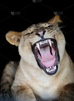狮子,自然,垂直画幅,留白,领导能力,野生动物,生物,猫科动物,巨大的