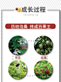 广西百香果5斤包邮特级大果新鲜水果西番莲鸡蛋果现摘现发大红果-淘宝网