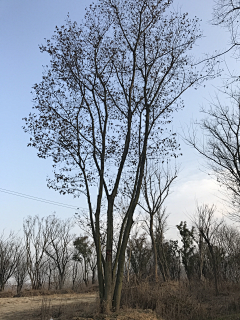 颓废ing采集到单体植物