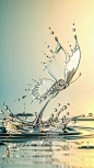 Water Butterfly Wallpaper